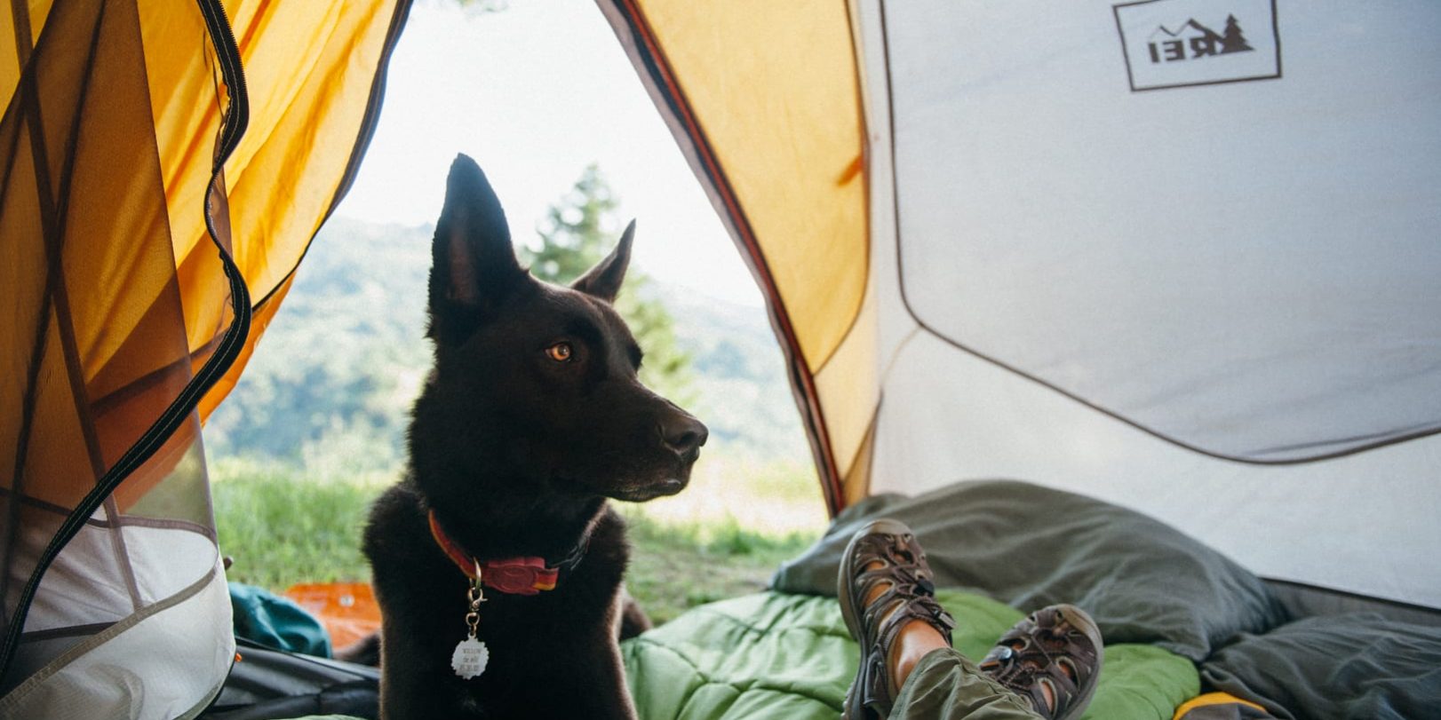 Camping with Pets: Dos and Don'ts