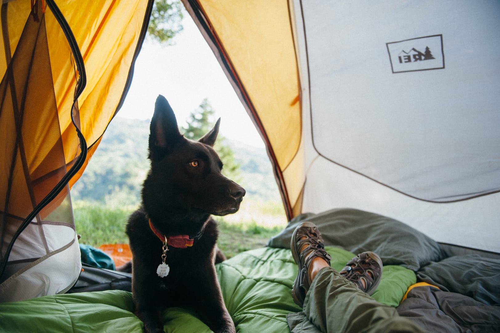 Camping with Pets Camping with Pets: Dos and Don'ts
